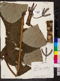 Cecropia peltata image