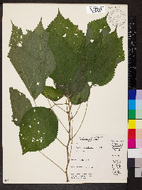 Laportea canadensis image