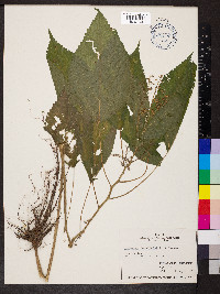 Laportea canadensis image