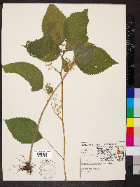 Laportea canadensis image