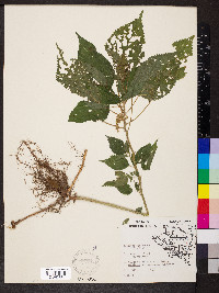 Laportea canadensis image