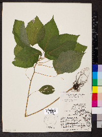 Laportea canadensis image