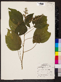 Laportea canadensis image