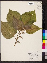 Laportea canadensis image