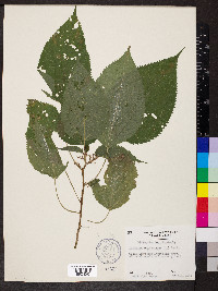 Laportea canadensis image