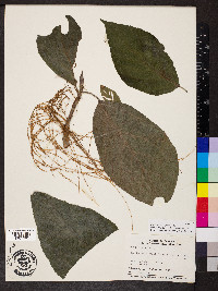 Myriocarpa longipes image