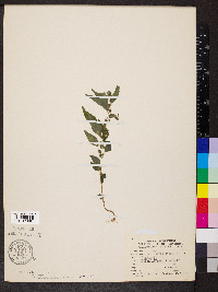 Parietaria pensylvanica image