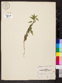 Parietaria pensylvanica image