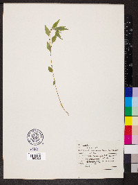 Parietaria pensylvanica image