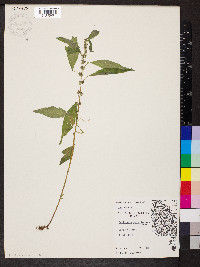 Parietaria pensylvanica image