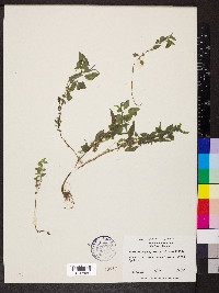 Parietaria pensylvanica image