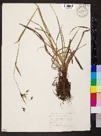 Eriophorum latifolium image