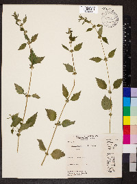 Urtica chamaedryoides image