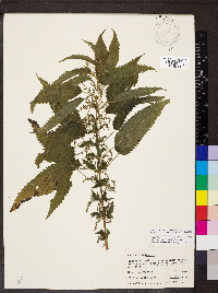 Urtica gracilis subsp. gracilis image