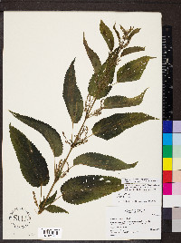 Urtica gracilis subsp. gracilis image