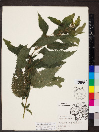 Urtica gracilis image