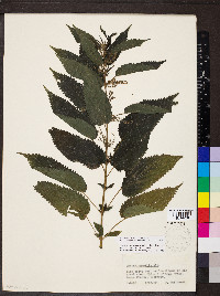 Urtica gracilis image