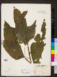 Urtica gracilis subsp. gracilis image