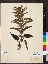Urtica gracilis subsp. gracilis image