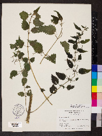 Urtica dioica image