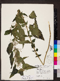 Urtica gracilis image