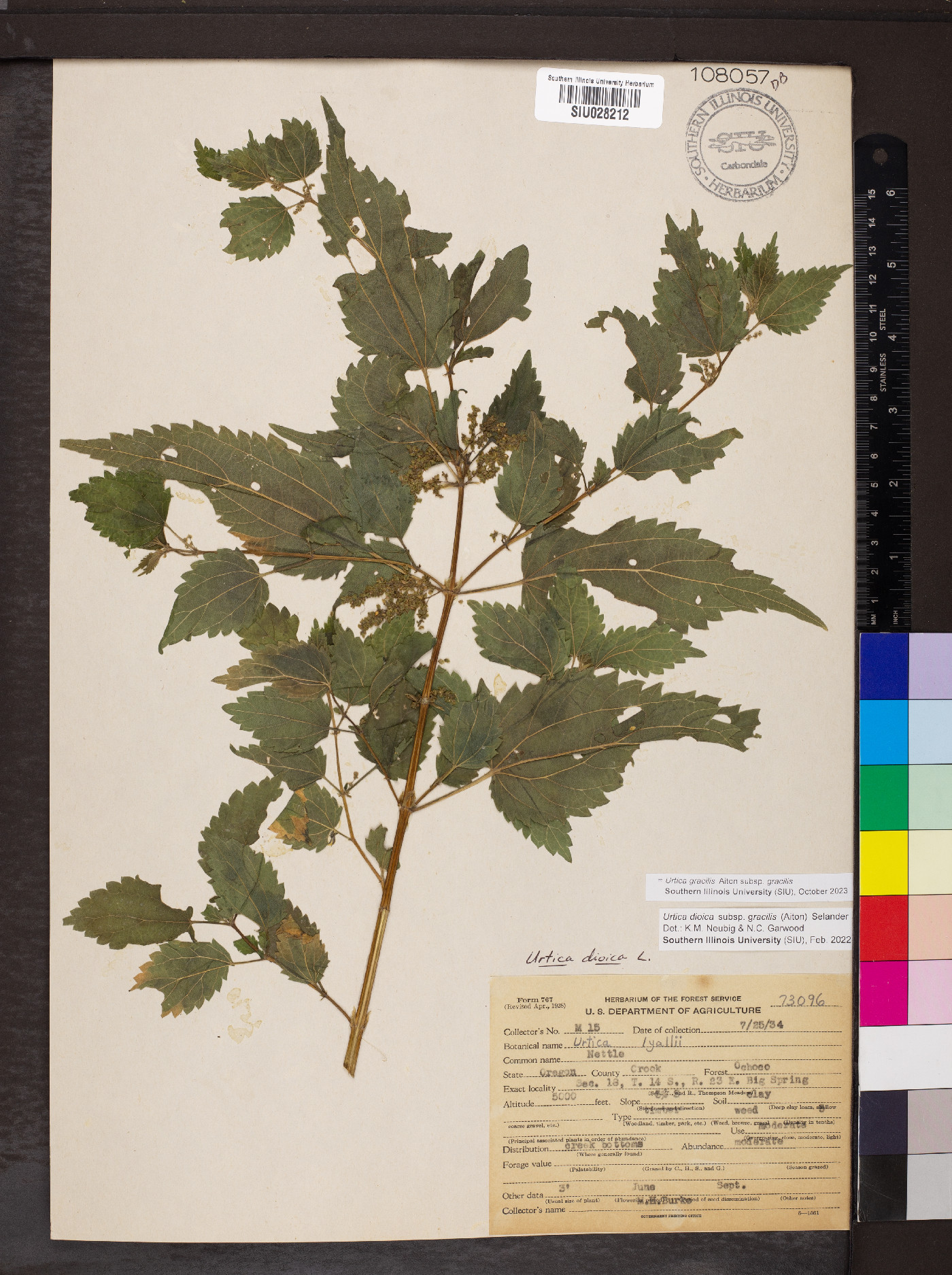 Urtica gracilis subsp. gracilis image