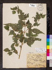 Urtica gracilis image
