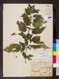 Urtica gracilis image