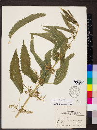 Urtica gracilis image