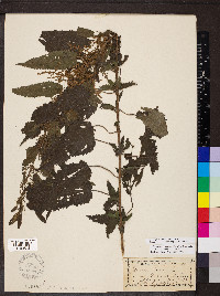 Urtica gracilis image