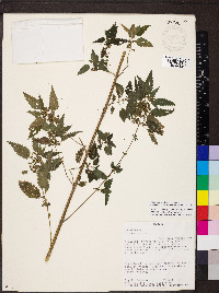 Urtica gracilis image