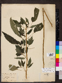 Urtica gracilis subsp. gracilis image