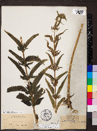 Urtica gracilis image