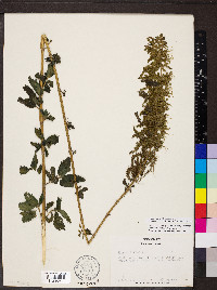 Urtica gracilis subsp. gracilis image