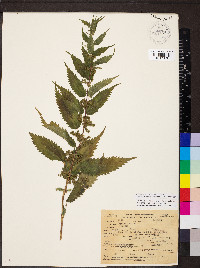 Urtica gracilis image