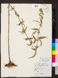 Urtica gracilis subsp. holosericea image