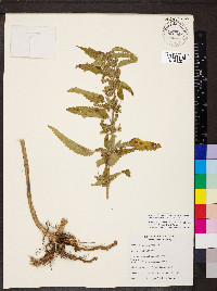 Urtica gracilis subsp. holosericea image