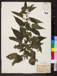 Urtica dioica image