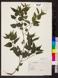 Urtica dioica image