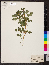 Urtica urens image