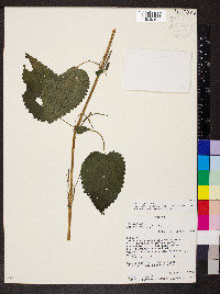 Urtica leptophylla image