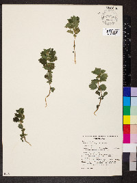 Urtica urens image