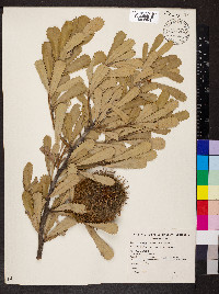 Banksia ornata image