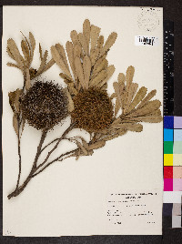 Banksia ornata image