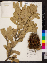 Banksia ornata image