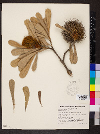 Banksia ornata image