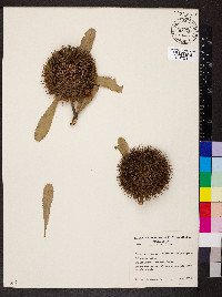 Banksia ornata image