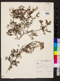 Grevillea alpina image