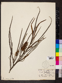 Grevillea aspleniifolia image