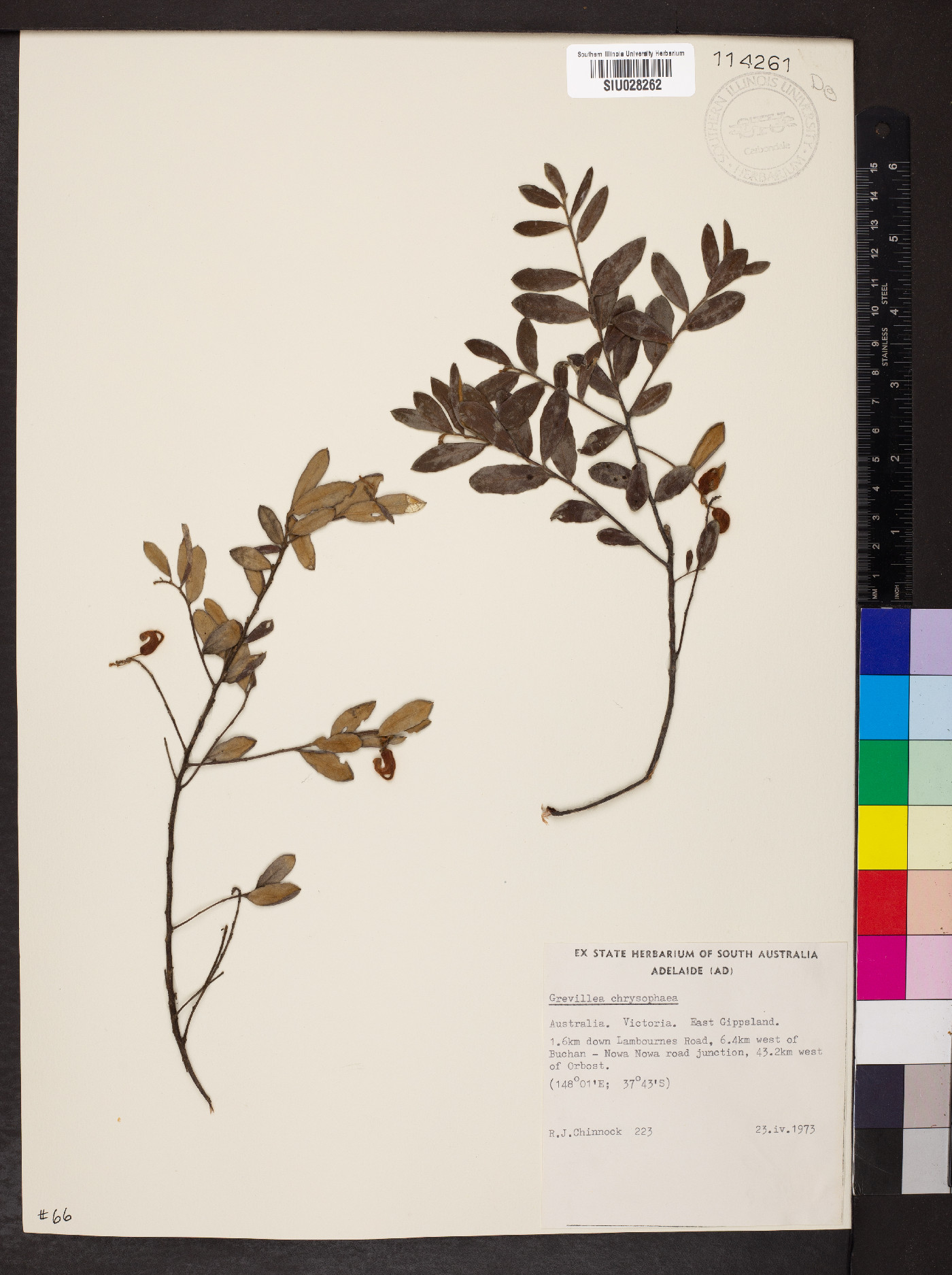 Grevillea chrysophaea image